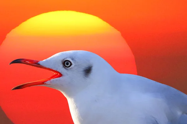 Close Seagull Big Sun Background — Stock Photo, Image