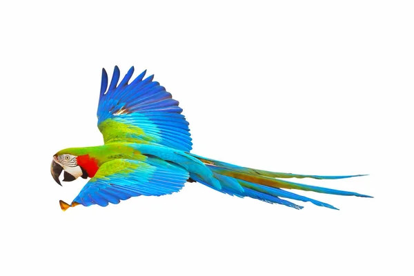 Харлекін Макаронний Папуга Літає Ізольовано Білому Тлі — стокове фото