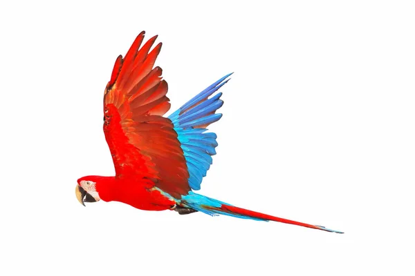 Grön Vinge Macaw Papegoja Flyger Isolerad Vit Bakgrund — Stockfoto