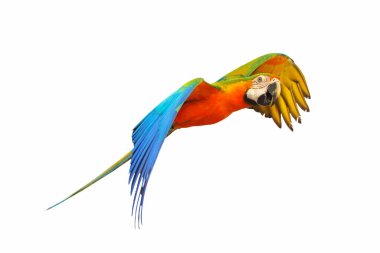 Catalina parrot flying isolated on white background.