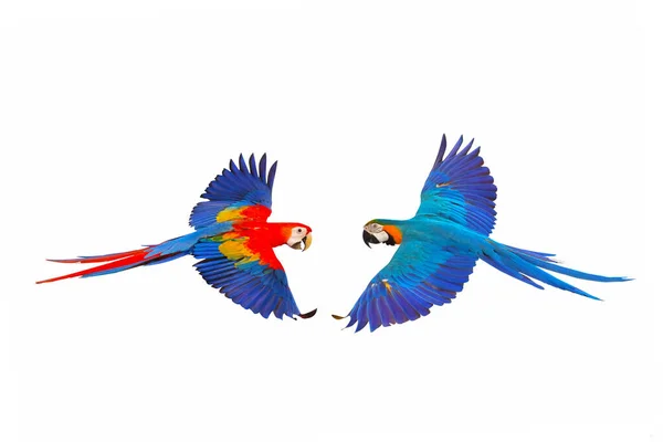 Papagaios Voadores Coloridos Isolados Fundo Branco — Fotografia de Stock