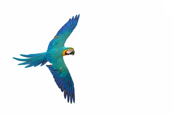 Барвистий Літаючий Папуга Ізольований Білому Тлі — стокове фото