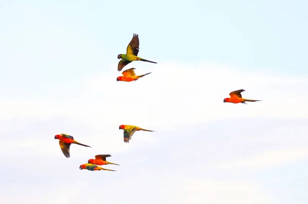 Pequeno Colorido Papagaios Voando Sobre Fundo Branco — Fotografia de Stock