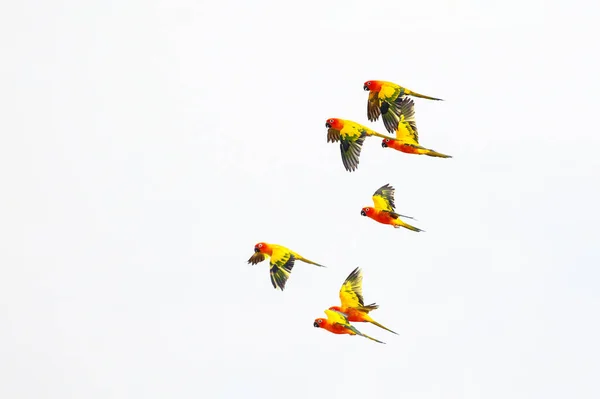 Colorido Pequeño Loros Volando Sobre Fondo Blanco — Foto de Stock