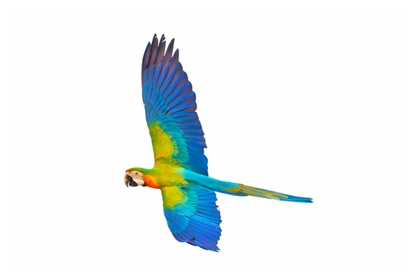 Catalina Parrot Flying Isolated White Background — Zdjęcie stockowe