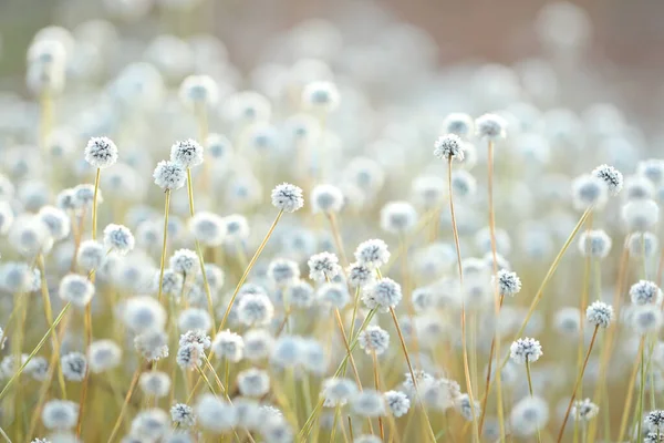 stock image Close up of Plains Blackfoot flower growing in tropical forest.