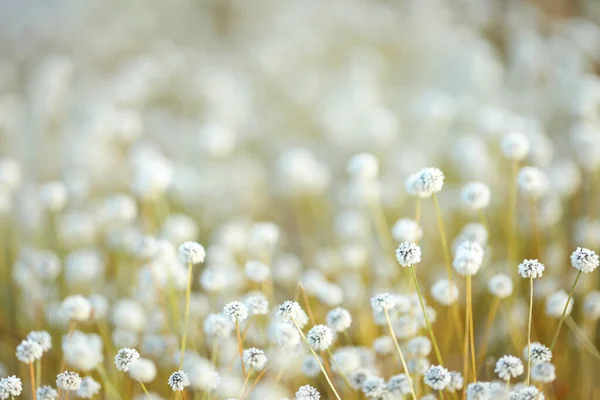 stock image Close up of Plains Blackfoot flower growing in tropical forest.