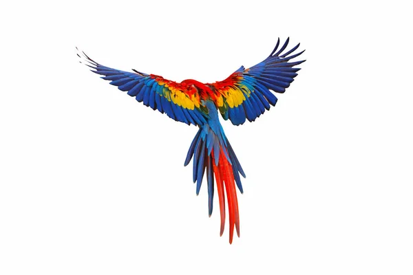 Färgglada Fjädrar Baksidan Papegojan Rödhätta Papegoja — Stockfoto