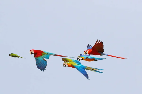 Loros Colores Volando Cielo Concepto Libertad — Foto de Stock