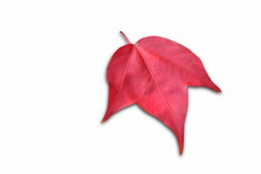 Akçaağaç yaprağı beyaz arkaplanda izole edildi.