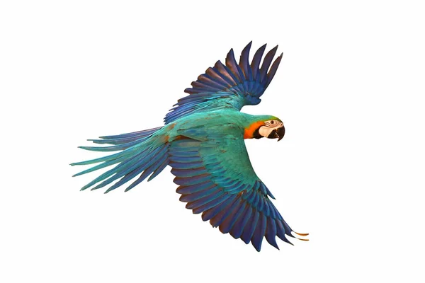 Барвистий Літаючий Папуга Ізольований Білому — стокове фото