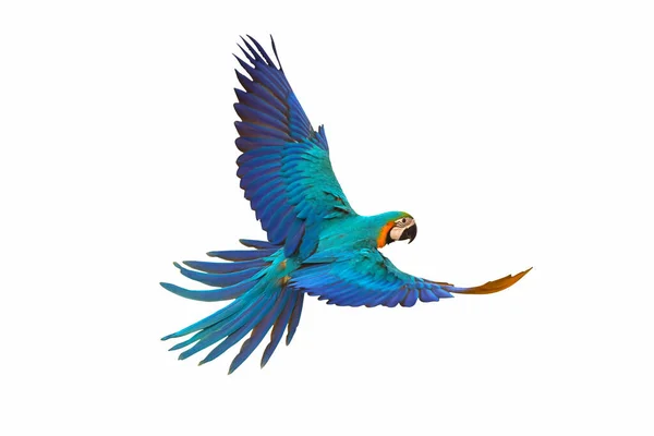 Färgglada Flygande Papegoja Isolerad Vit — Stockfoto