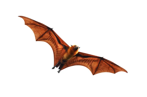 蝙蝠在白色背景下独立飞行 莱尔的飞狐 — 图库照片