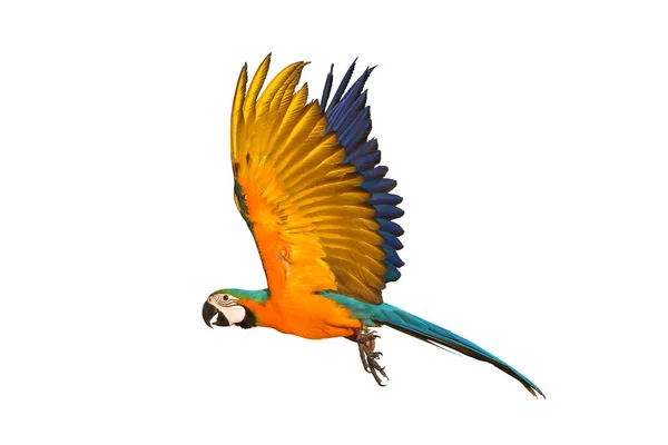 Färgglada Flygande Papegoja Isolerad Vit — Stockfoto