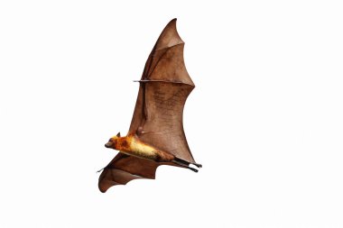 Beyaz arka planda yarasa uçuşu izole edildi. 