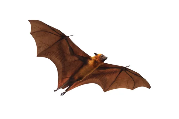 Morcego Voando Isolado Fundo Branco Raposa Voadora Lyle — Fotografia de Stock