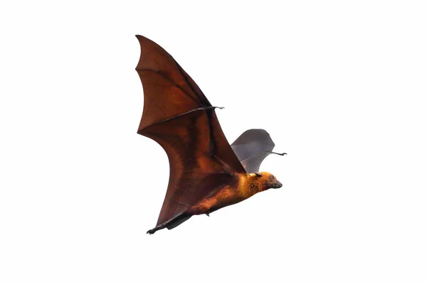 蝙蝠在白色背景下独立飞行 莱尔的飞狐 — 图库照片