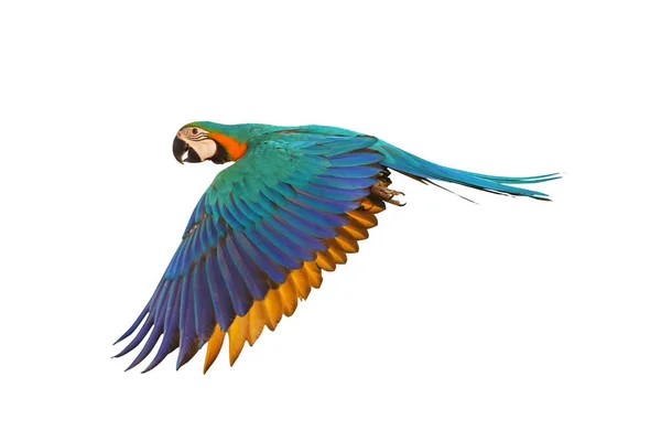 Colorful Flying Parrot Isolated White — Stock Photo, Image