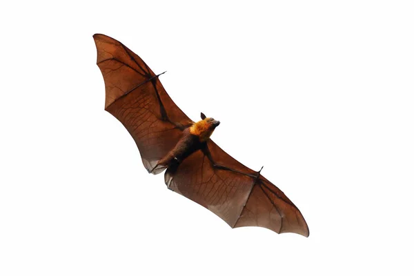 Batman Flyger Isolerad Vit Bakgrund Lyle Flygande Räv — Stockfoto