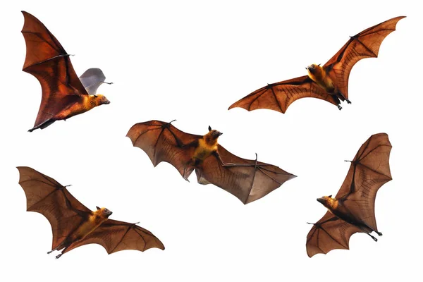Set Murciélagos Volando Aislados Sobre Fondo Blanco Zorro Volador Lyle — Foto de Stock
