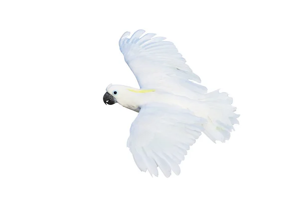 Bela Cacatua Papagaio Voando Isolado Fundo Branco — Fotografia de Stock