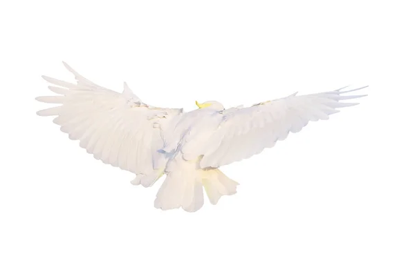 Bela Cacatua Papagaio Voando Isolado Fundo Branco — Fotografia de Stock