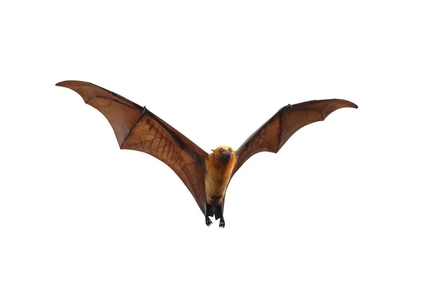 Murciélago Volando Aislado Sobre Fondo Blanco Zorro Volador Lyle — Foto de Stock