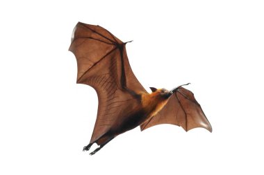 Beyaz arka planda yarasa uçuşu izole edildi. 
