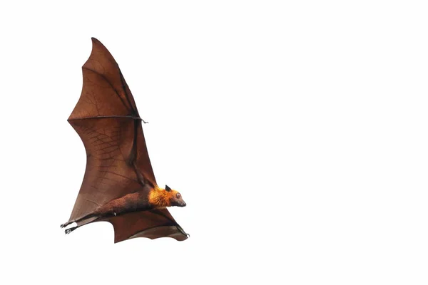 Murciélago Volando Aislado Sobre Fondo Blanco Zorro Volador Lyle — Foto de Stock