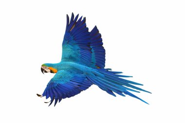 Renkli papağan bembeyaz uçuyor..