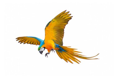 Beyaz arka planda yalnız uçan papağan..