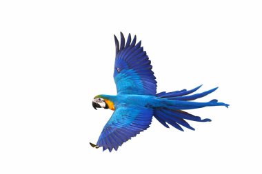 Colorful Macaw parrot flying isolated on white background.