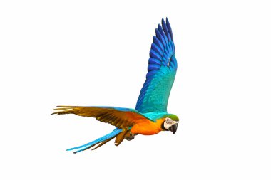 Colorful Macaw parrot flying isolated on white background.