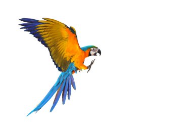 Colorful Macaw parrot flying isolated on white background.