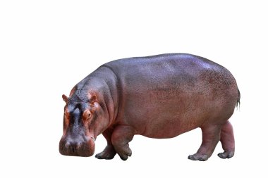 beyaz arkaplanda izole edilmiş hipopotam.