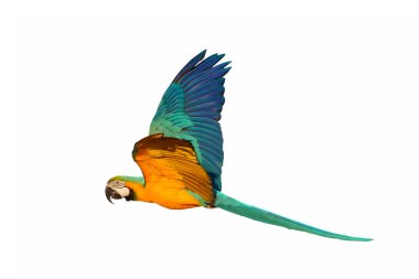 Beyaz arka plan üzerinde izole renkli uçan papağan.