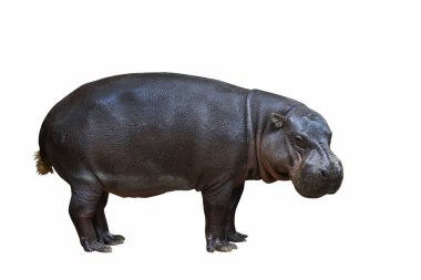 Pygmy hippopotamus isolated on white background.