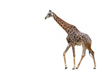 Giraffe walking isolated on white background.