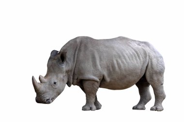 Rhinoceros standing isolated on white background.