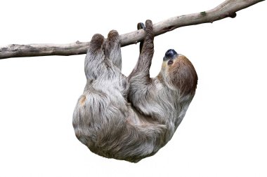 Cute two-toed sloth hanging on tree branch isolated on white background.