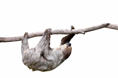 Cute two-toed sloth hanging on tree branch isolated on white background.