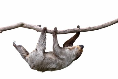 Cute two-toed sloth hanging on tree branch isolated on white background.