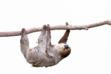 Cute two-toed sloth hanging on tree branch isolated on white background. clipart