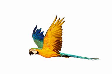 Colorful Blue and gold macaw parrot flying isolated on white.