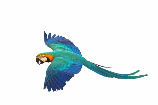 Colorful Blue Gold Macaw Parrot Flying Isolated White — Stock Fotó