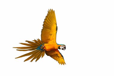 Colorful macaw parrot flying isolated on white background.