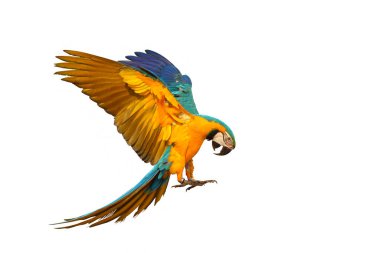 Colorful macaw parrot flying isolated on white background.