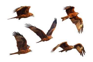 Set of Black kite flying isolated on white background.