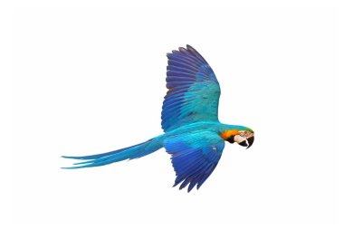 Colorful macaw parrot flying isolated on white background.