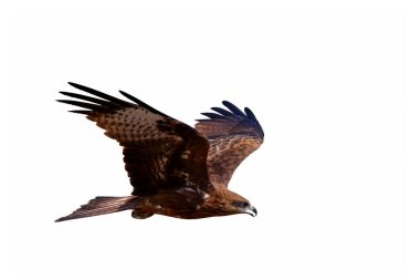 Black kite flying isolated on white background.